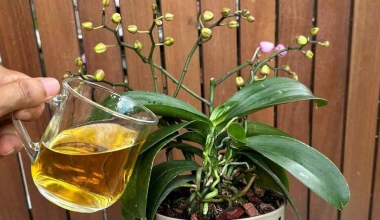 Just 1 cup per month is enough: both flowers and roots bloom all year round