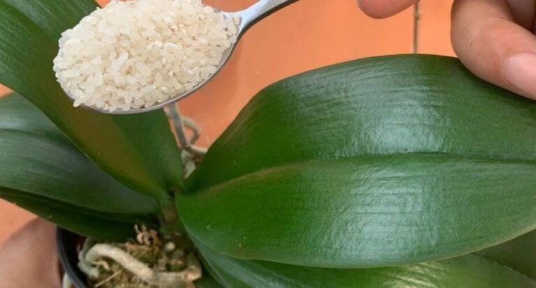 If you feed your orchid this way, it will bloom for four seasons: I have never experienced anything like this