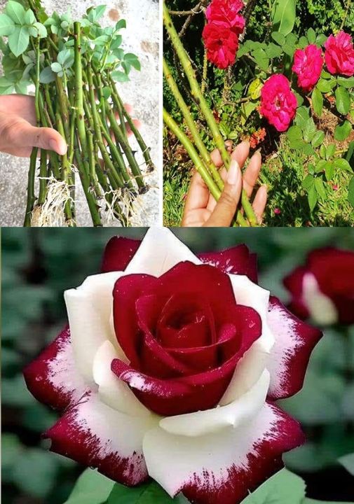 How to propagate roses from the stem to get more and more