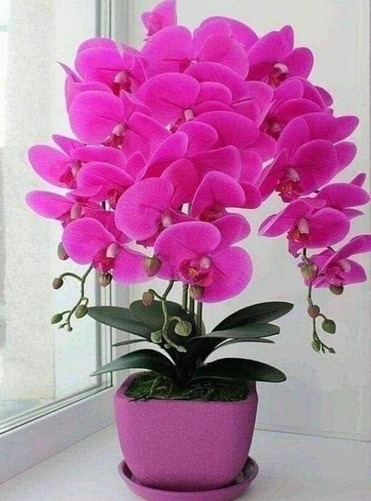 How do you get an orchid to bloom again? 6 simple and effective tips.