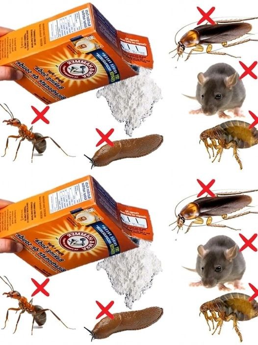 How to keep insects away from the house with baking soda