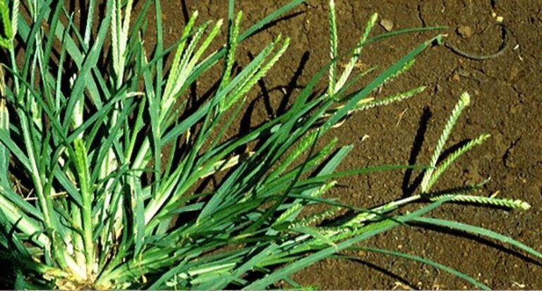 The Healing Power of Goose Grass: A Backyard Miracle for Over 10 Ailments