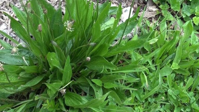 Plantain: properties and benefits of this spontaneous medicinal plant
