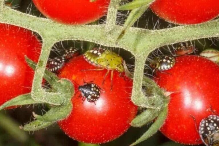 Goodbye bed bugs in the garden, no more chemical insecticides: they fly away immediately