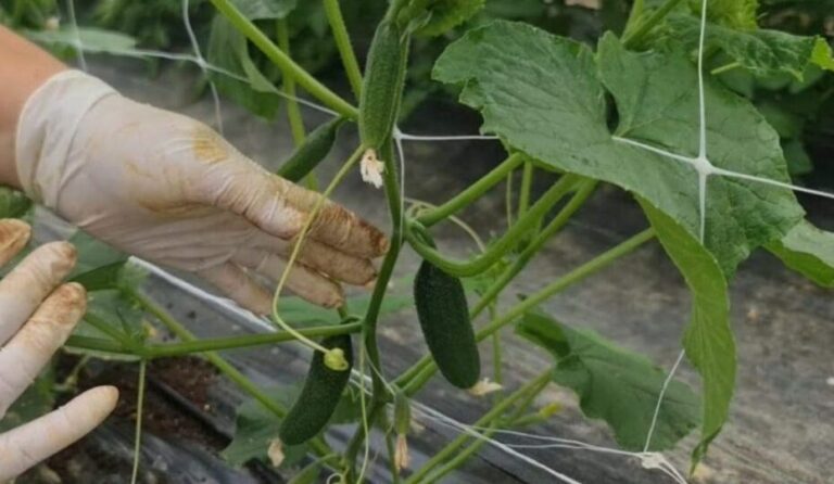 Cucumbers, grow them like this – avoid diseases and get big harvests