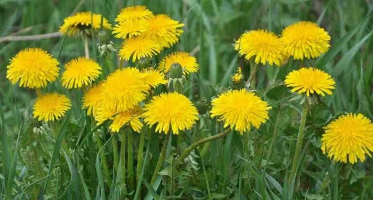 THIS FLOWER FLOODS ALL THE FIELDS, BUT MANY DON’T KNOW THAT IT HAS VERY VALUABLE VALUE