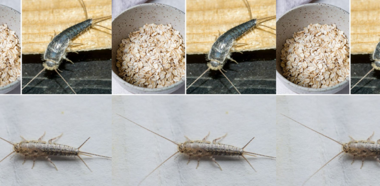 Tricks to banish “silverfish” from our homes forever