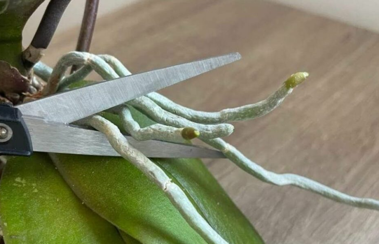 Here are the reasons why your orchid is dying!