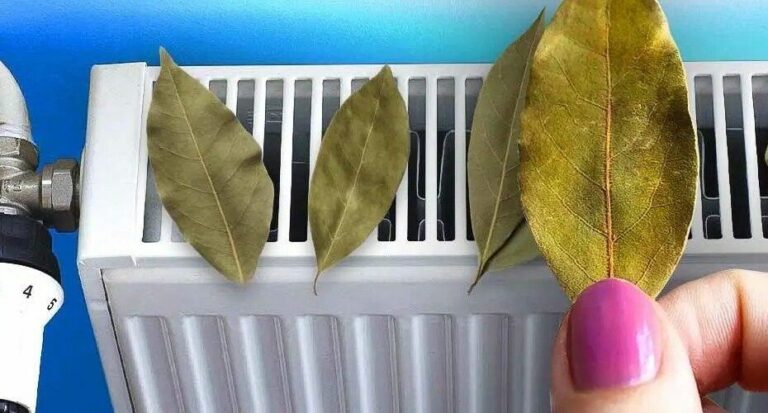 Why should you always stick bay leaves on your radiator? The trick to saving properly this winter