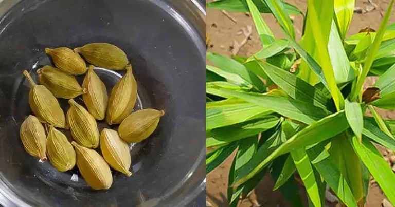 The Queen of Spices: Growing Cardamom from seeds at Home
