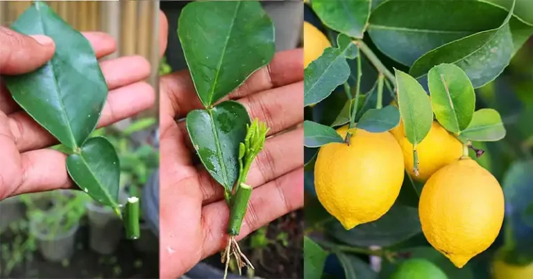 How to Grow Lemon Trees from Leaf Cuttings: A Step-by-Step Guide