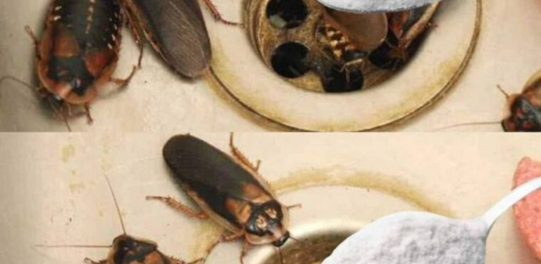How to eliminate fleas, ants and cockroaches from your home forever