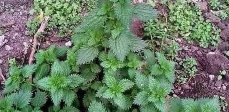 EVERYONE REMOVES IT AS A WEED WITHOUT KNOWING THAT HIS TEA CONTRIBUTES TO STAYING YOUNG BECAUSE IT REGENERATES AND NOURISHES THE CELLS FROM HEAD TO TOE