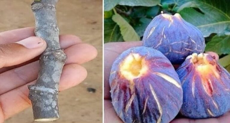 7 Tips You Can’t Miss to Grow Fig Trees in Pots Successfully