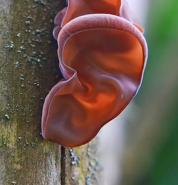 6 Fascinating Plants That Resemble Human Body Parts