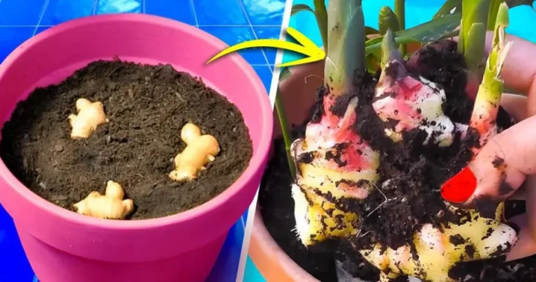 See how to grow ginger at home to have it endlessly
