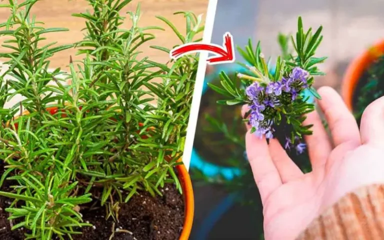The trick to make rosemary bloom to perfume the entire house