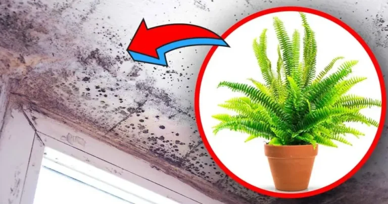 4 indoor plants that eliminate humidity and avoid the risk of mold at home