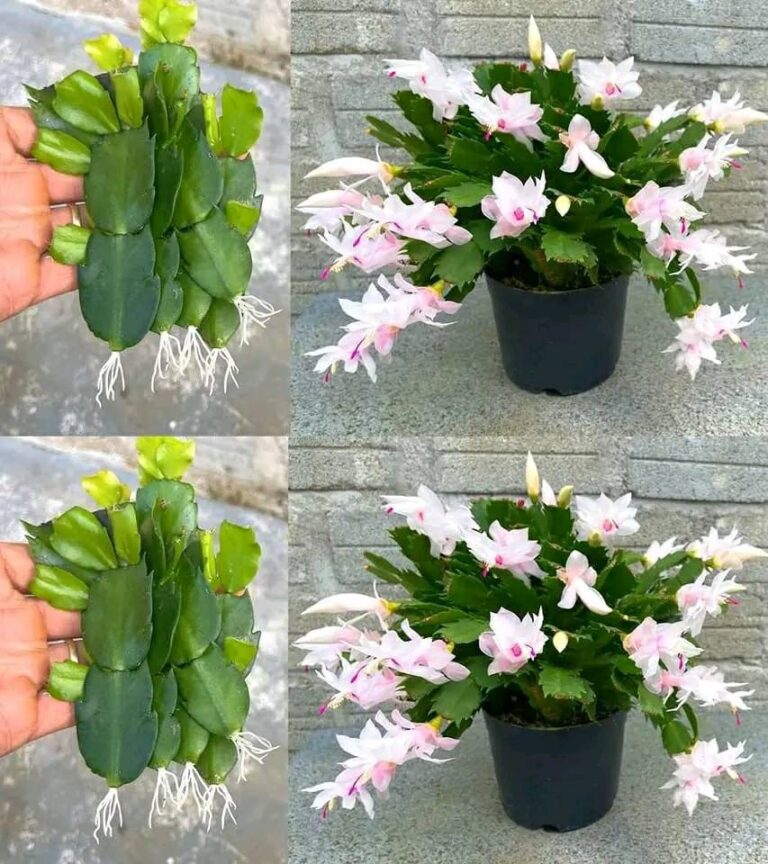 Christmas cactus: here’s how to grow it and take care of it so it lasts a long time