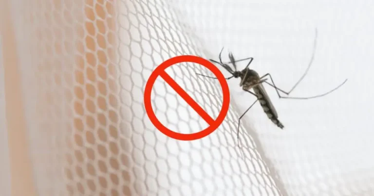 Where do mosquitoes enter the house? You would never have guessed: they come from here
