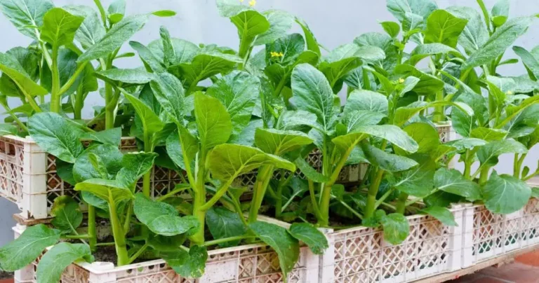 10 vegetables and plants that you can eat once and continue growing forever