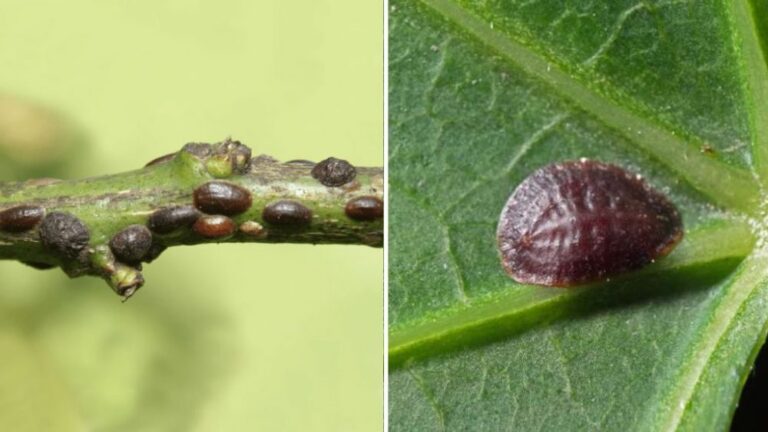 Eliminate mealybugs from your plants forever: 5 natural pesticides