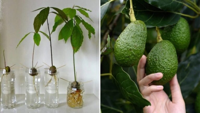 Learn how to grow avocados in pots so you don’t have to buy them anymore