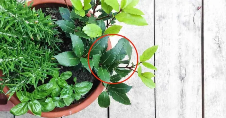 See how to have an abundant and eternal laurel seedling on the balcony of your home