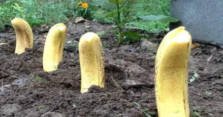 Plant 4 bananas in your garden, you really don’t expect what will happen next