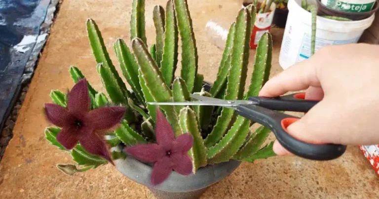 Cactus, unfortunately few people knew about this infallible technique