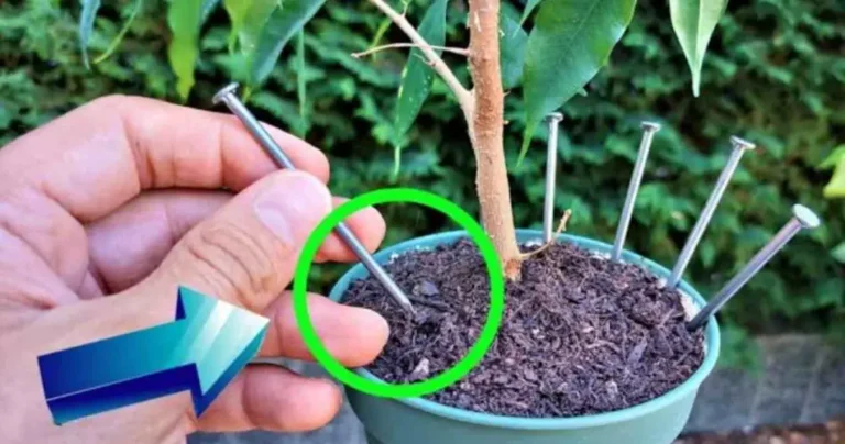 Why everyone is leaving a nail in the plants before going on vacation