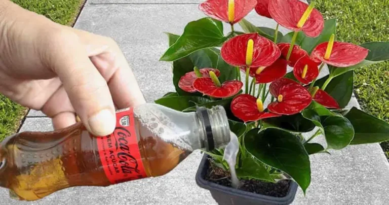 Just a glass once a month and you’ll be blowing your flowers all year round