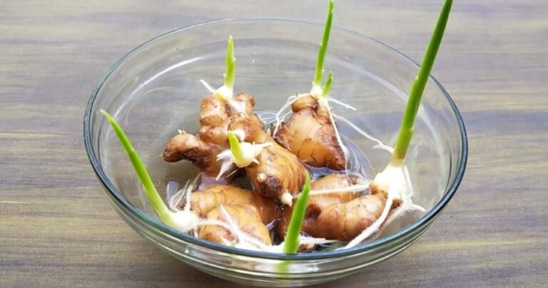 How to grow ginger, garlic and lemongrass at home: here is the farmer’s method