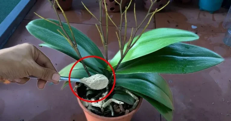 Each plant only needs a teaspoon – it will make everything bloom brilliantly