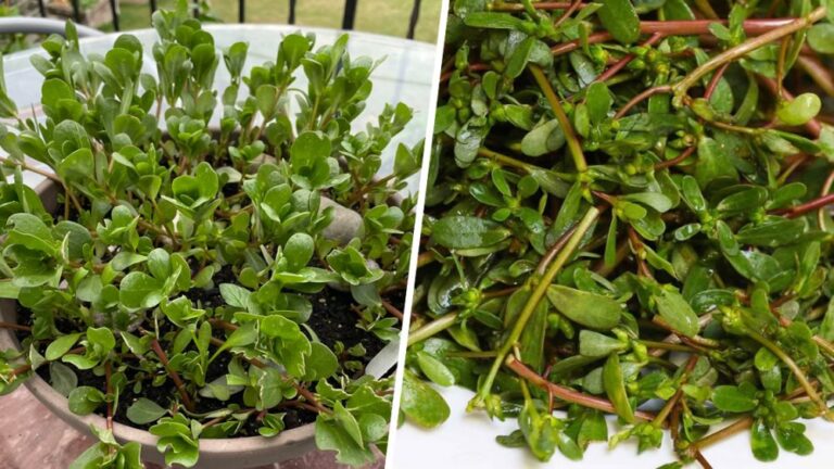 8 reasons why you shouldn’t tear purslane and should use it