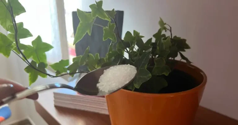 Very strong organic fertilizer, will keep all your plants healthy for 12 months in just a few minutes.