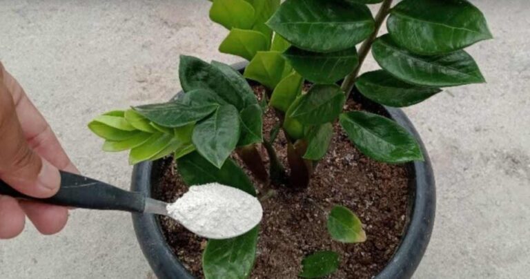 Any houseplant will bloom endlessly with this natural fertilizer