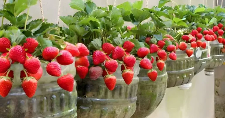 Strawberries, don’t throw money at the supermarket: how to grow them at home or in the garden – Tips for Our Home