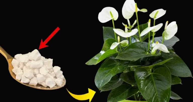 Peace lily, with this ingredient alone it blooms for up to 10 years in a row