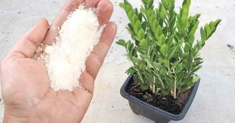 This beloved ingredient will make any plant grow 5x faster