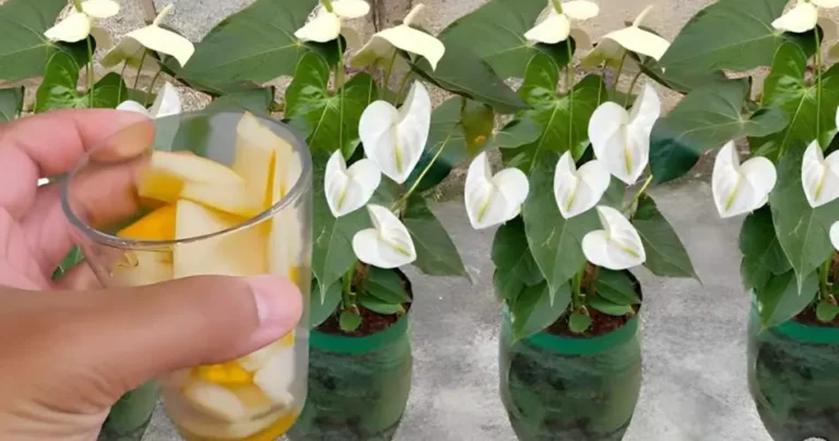 Don’t throw them away anymore, the plants are worth their weight in gold: they will grow for about ten years