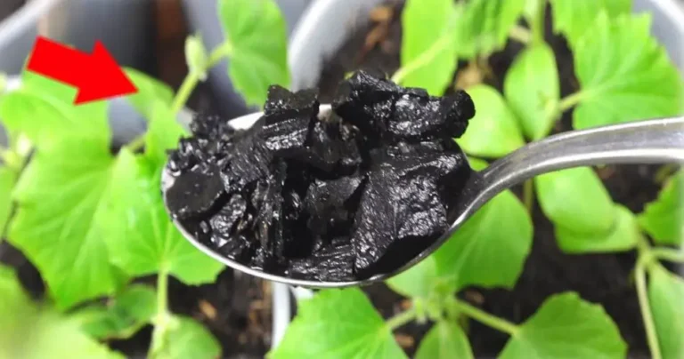 It conquered millions of farmers, produces huge plants: spread it on the ground