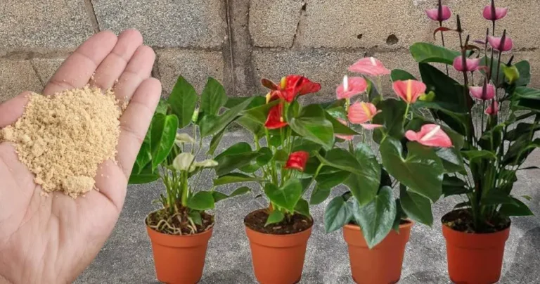 Get lush blooms for all the flowers in your home with just a tablespoon