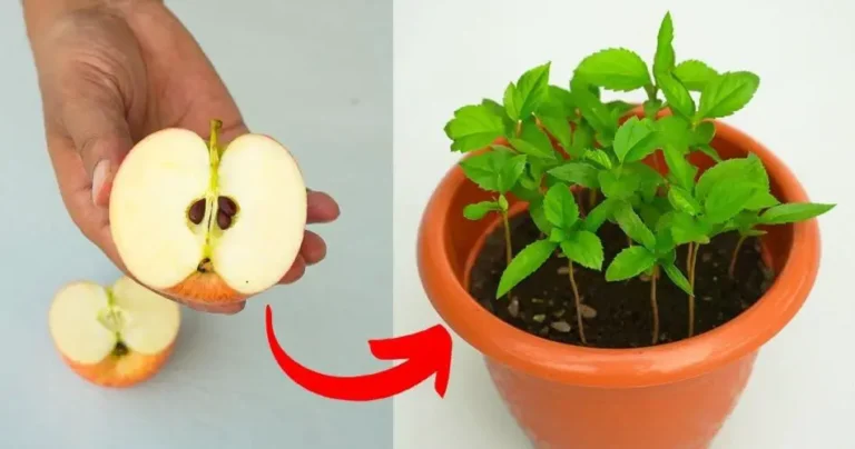 How to grow an apple tree from seeds at home – you will get the results you want