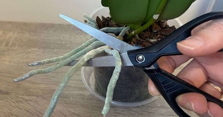 Orchid, strong roots and abundant flowers if you have them: no one thinks about that