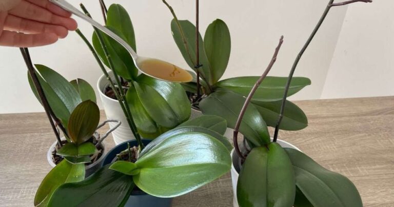One drop will produce bright green leaves – never had an orchid like it before