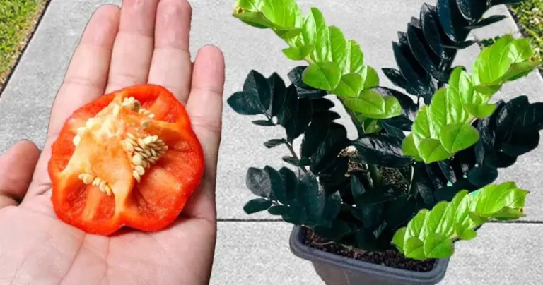 Don’t throw them away, plants are worth their weight in gold: you will see how they will grow visibly