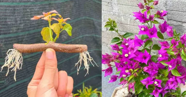 How to propagate bougainvillea branches on the balcony or garden: the infallible method