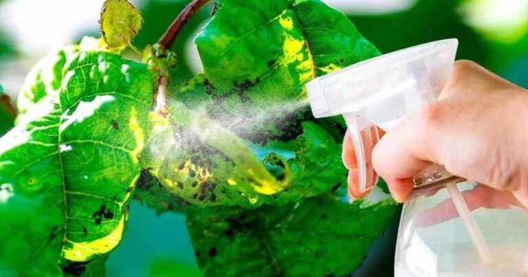 Homemade remedy to eliminate aphids from plants for a few cents: it’s in the kitchen