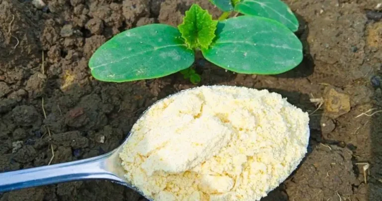 The infallible remedy to eliminate garden ants: they escape in 10 seconds